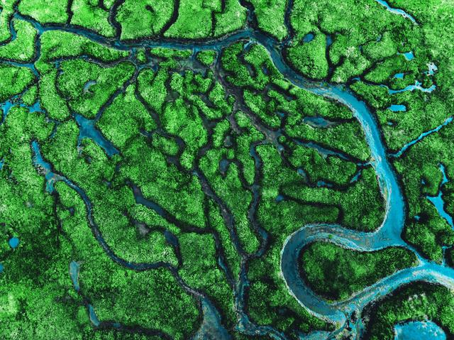 A aerial view of various winding and intersecting natural canals cutting through bright green vegetation