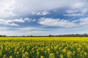 Springtime landscape over natural oilseed rape field